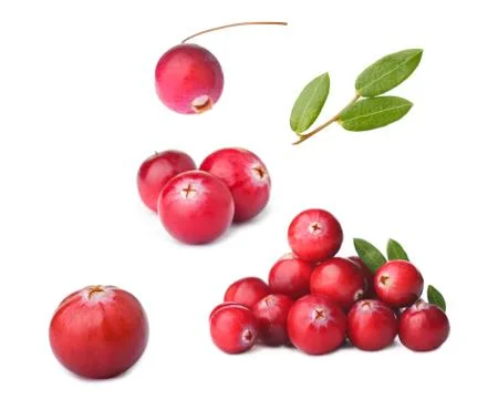 Wild cranberry set Stock Photos