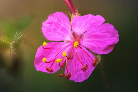 Wild cranesbill geranium in bloom Stock Photos