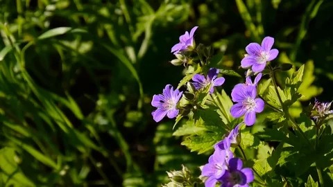Wild Cranesbill. Geranium pratense close up footage shooting static camera. Stock Footage 76565704