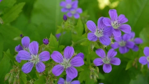 Wild Cranesbill. Geranium pratense close up footage shooting static camera. Stock Footage 76565746