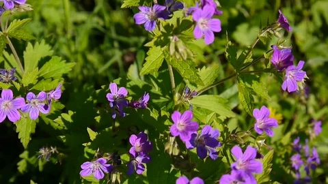 Wild Cranesbill. Geranium pratense close up footage shooting static camera. Stock Footage 76699084