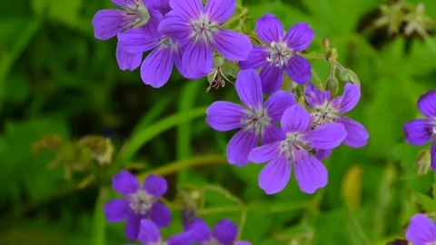 Wild Cranesbill. Geranium pratense close up footage shooting static camera. Stock Footage 76723250