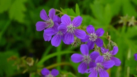 Wild Cranesbill. Geranium pratense close up footage shooting static camera. Stock Footage 76880887