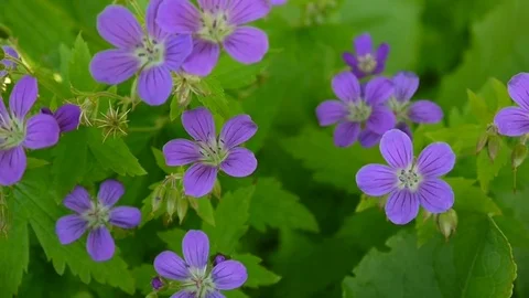 Wild Cranesbill in summer in shadow. Geranium pratense close up footage shooting Stock Footage 78110287
