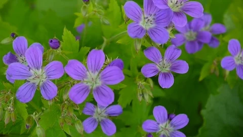 Wild Cranesbill in summer in shadow. Geranium pratense close up footage shooting Stock Footage 80812857