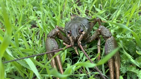 Wild crayfish moving in grass. Stock Footage 303080850