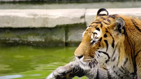 Wild creatures poetry Video stock 32548511