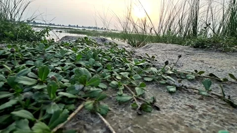 Wild Creeping Vine Extending Over Stony Riverbank Stockbeeldmateriaal 339990407