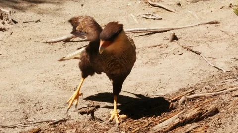 Wild crested caracara taking a swing on sandy dirt ground 動画素材 335265877