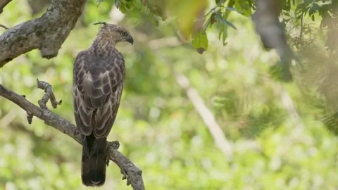 Wild crested hawk eagle perched on branch looking at forest Stock Footage 335265797