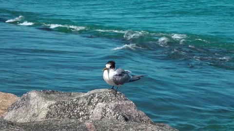Wild crested tern bird resting on rock by blue ocean Stock Footage 335583970