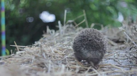 Wild crew cut Stock Footage 28673951