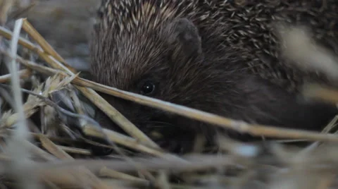 Wild crew cut Video stock 28675535