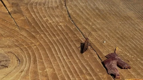 Wild Cricket Resting on Sunlit Wood in Forest Setting Stock Footage 345511341