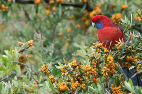 Wild Crimson Rosella eating berries from a tree in a backyard Stock Photos