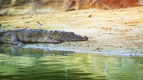 Wild Crocodile Basking in the Sun in Sri Lanka Stock Footage 152811479