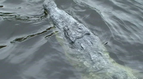 Wild Crocodile Stock Footage 879847