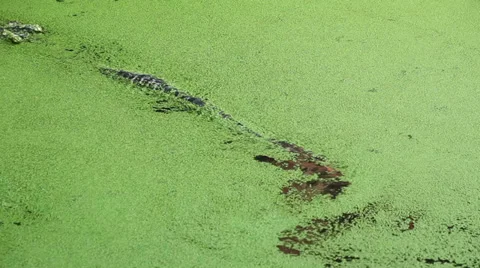 Wild crocodile in the river Stock Footage 36660869