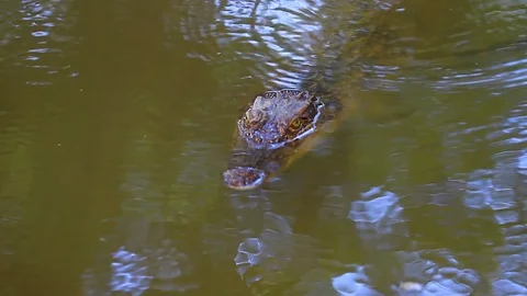 Wild Crocodile on the river Stock Footage 70842851