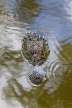 Wild Crocodile on the river Stock Photos