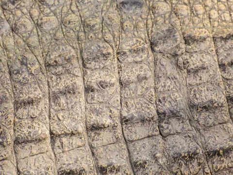 Wild crocodile skin pattern Stock Photos