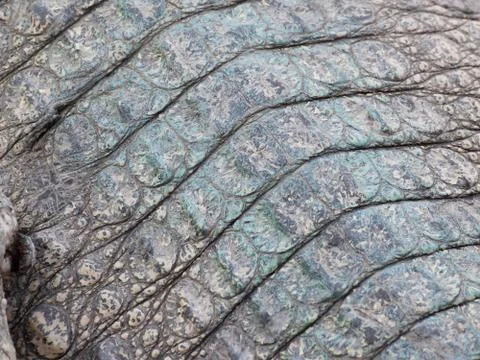 Wild crocodile skin pattern Stock Photos