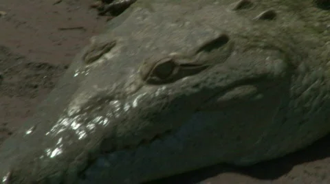 Wild Crocodiles Stock Footage 621307