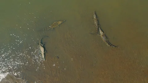 Wild crocodiles rest together on sandy bottom of Tarcoles River stream in Costa Stock Footage 327415325