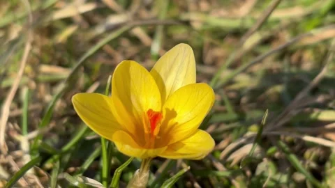 Wild crocus flower has grown in the field Stock Footage 304609545