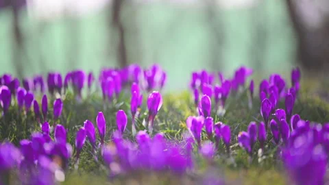 Wild crocus flowers blooming in forest glade, peaceful spring atmosphere Stock Footage 326828904
