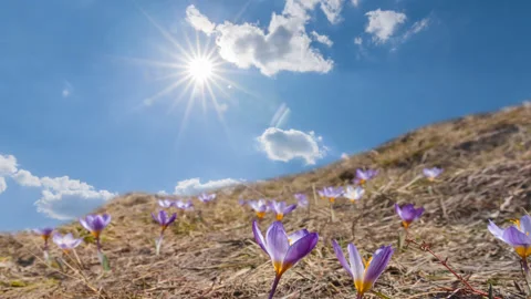 Wild crocus flowers on grass hill slope at sunny day 스톡 동영상 337651874