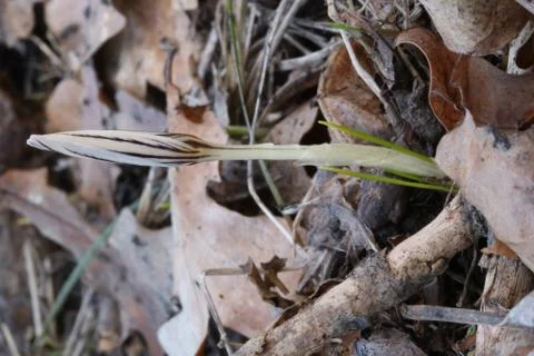 Wild crocus 스톡 사진