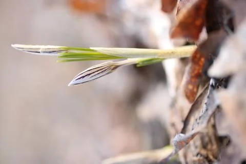 Wild crocus 스톡 사진