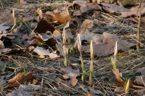 Wild crocus 스톡 사진