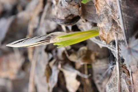 Wild crocus 스톡 사진