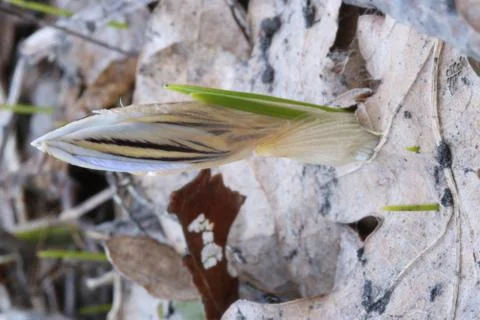 Wild crocus 스톡 사진