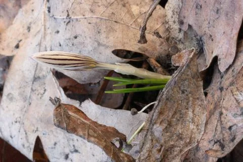 Wild crocus 스톡 사진