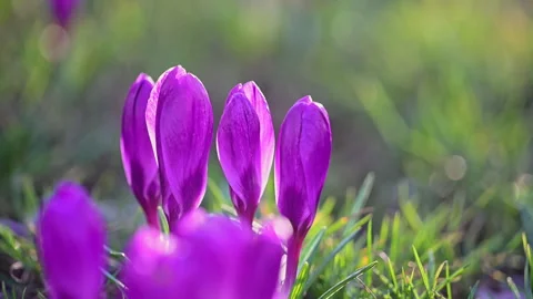 Wild crocuses glowing in sunlight, tranquil forest spring in 4K Vídeo Stock 325995530