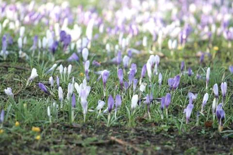 Wild crocusflowers Stock-Fotos