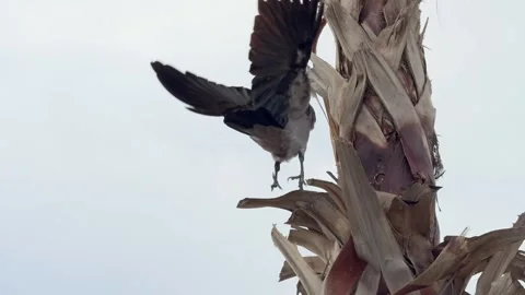 Wild crow bird perched on textured palm tree trunk close up Stock Footage 335838302