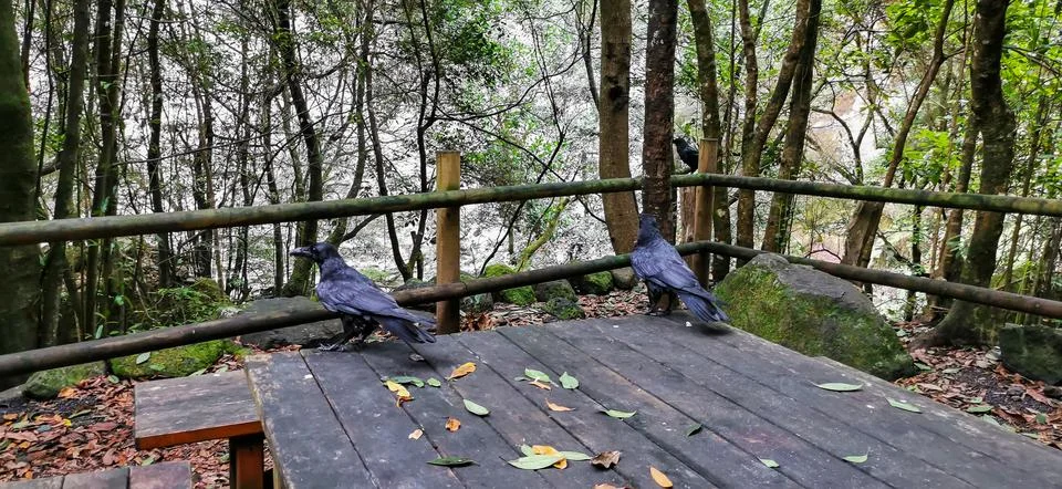 Wild crows in the forest of Los Tilos on the island of La Palma Stock Photos