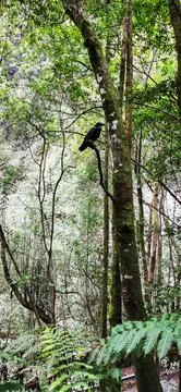 Wild crows in the forest of Los Tilos on the island of La Palma Stock Photos