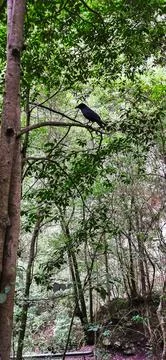 Wild crows in the forest of Los Tilos on the island of La Palma Stock Photos