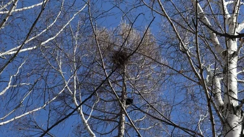 Wild crows in their daily daytime activities in the spring park in sunny weather Stock Footage 306590888