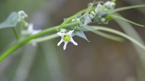 Wild Cucumber Stock Footage 48750406