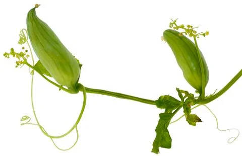 Wild cucumber, manroot Stock Photos