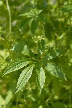 Wild cucumber Stock Photos