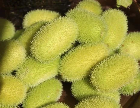 Wild cucumber Stock Photos