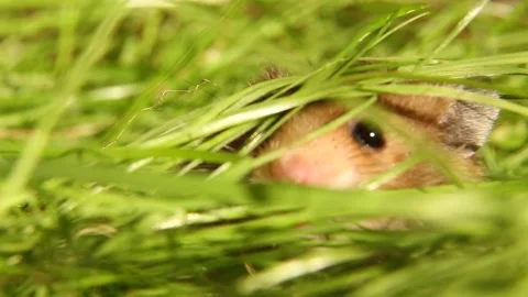 A wild, curious rodent peeks out of the grass. The lifestyle of wild animals. Vídeo Stock 247273687