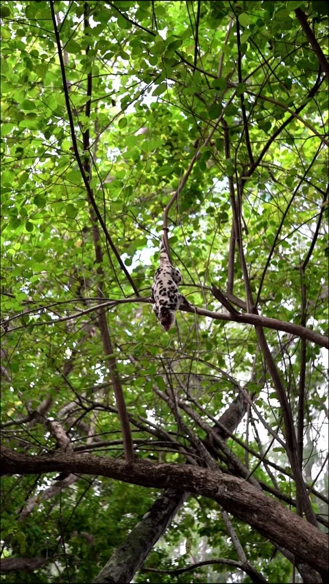Wild Cuscus bear, Indonesia, Wai Island - vertical video 4k Stockbeeldmateriaal 280871249